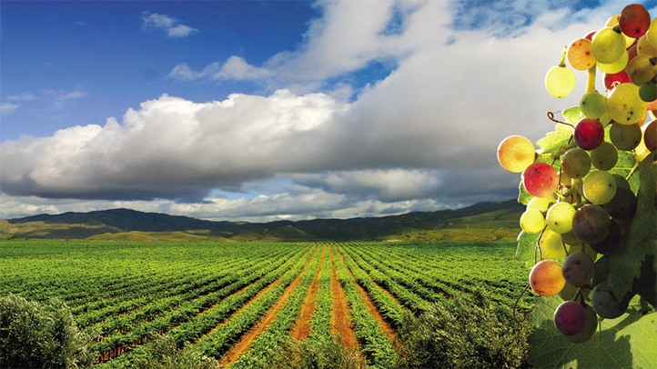 Vineyard-in-Baja-California-PIMSA-Industrial-Parks-in-Mexico.jpg